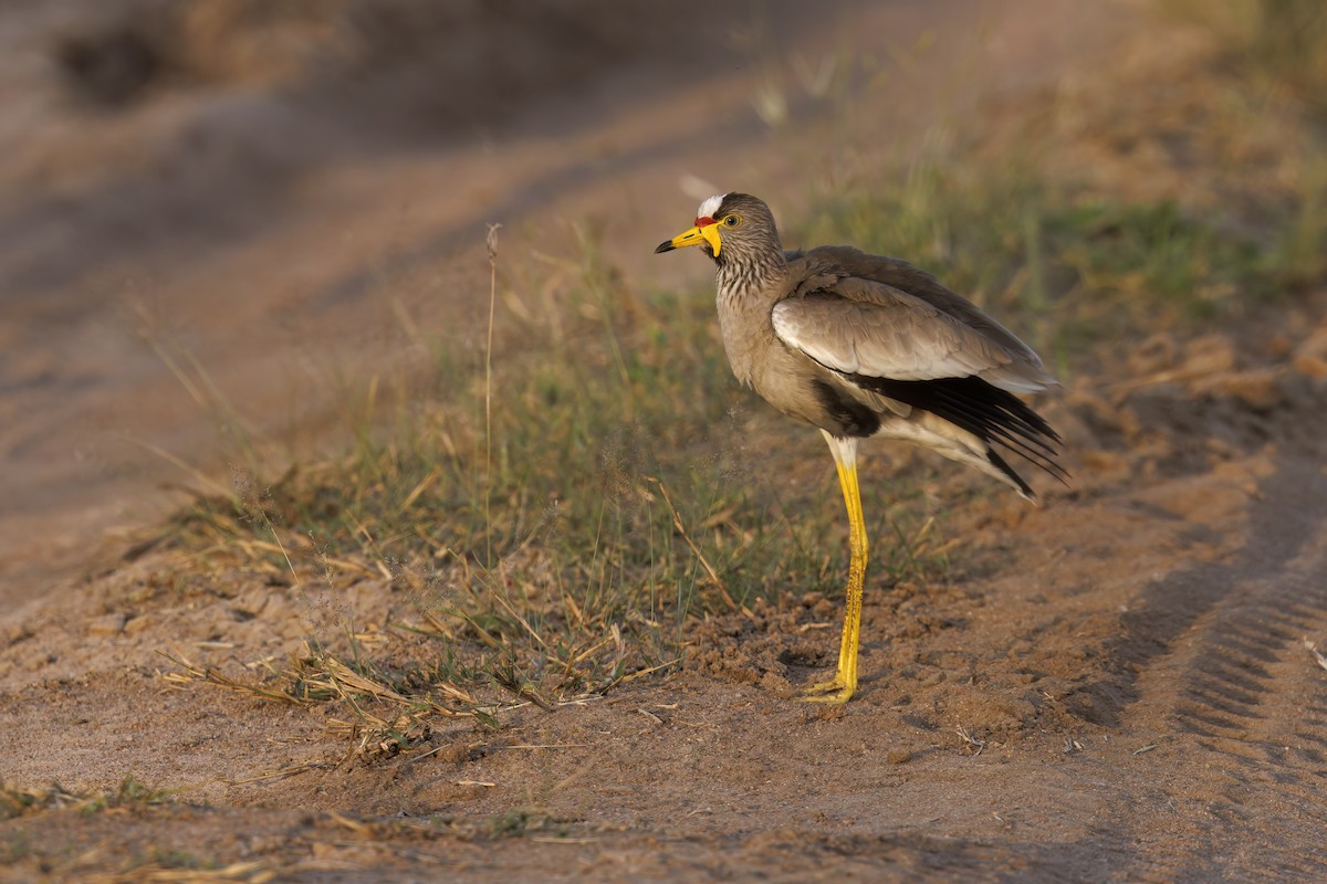 Wattled Lapwing - ML584556031