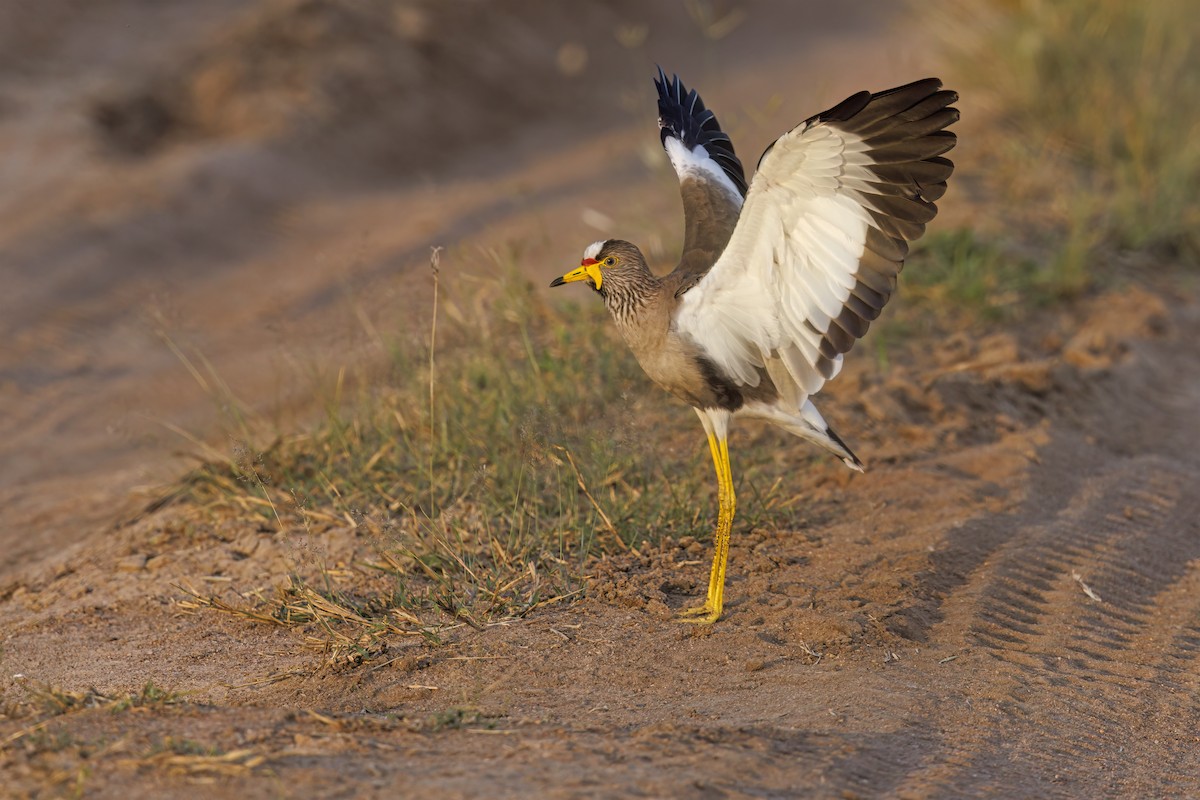 Wattled Lapwing - ML584556051