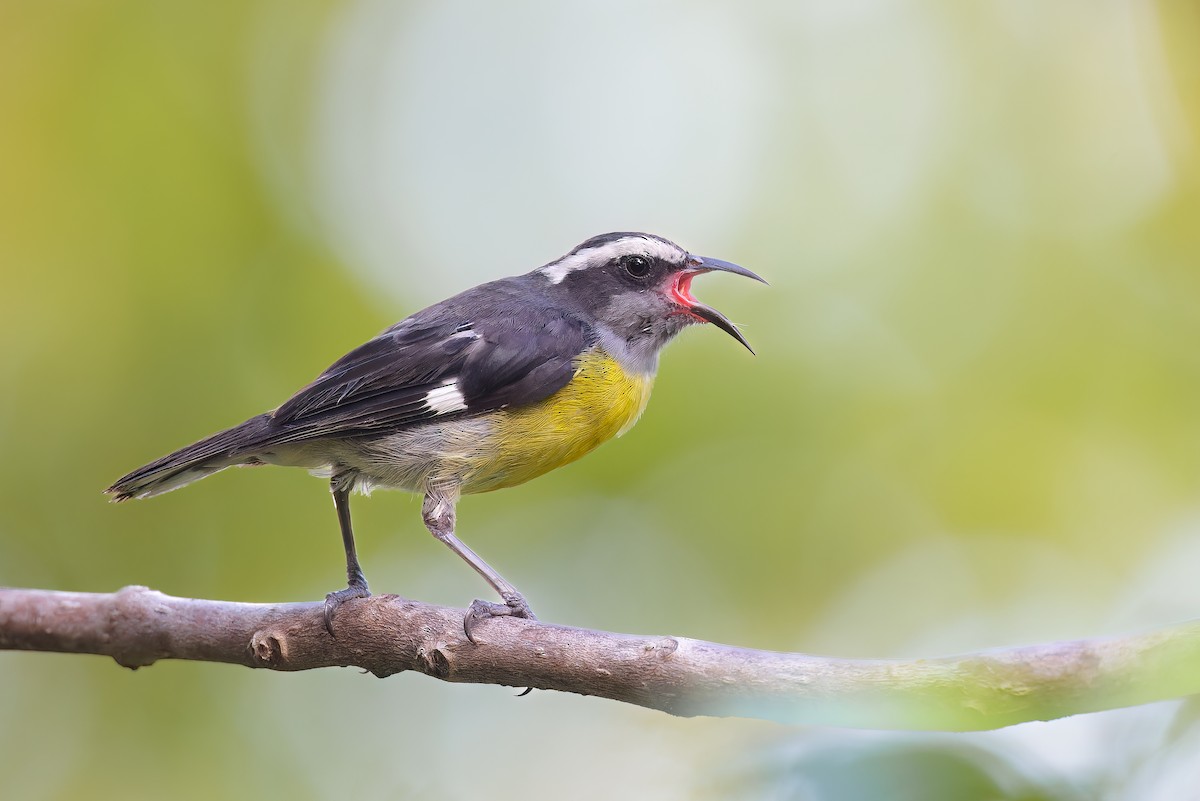 Bananaquit (Puerto Rico) - Ryan Sanderson