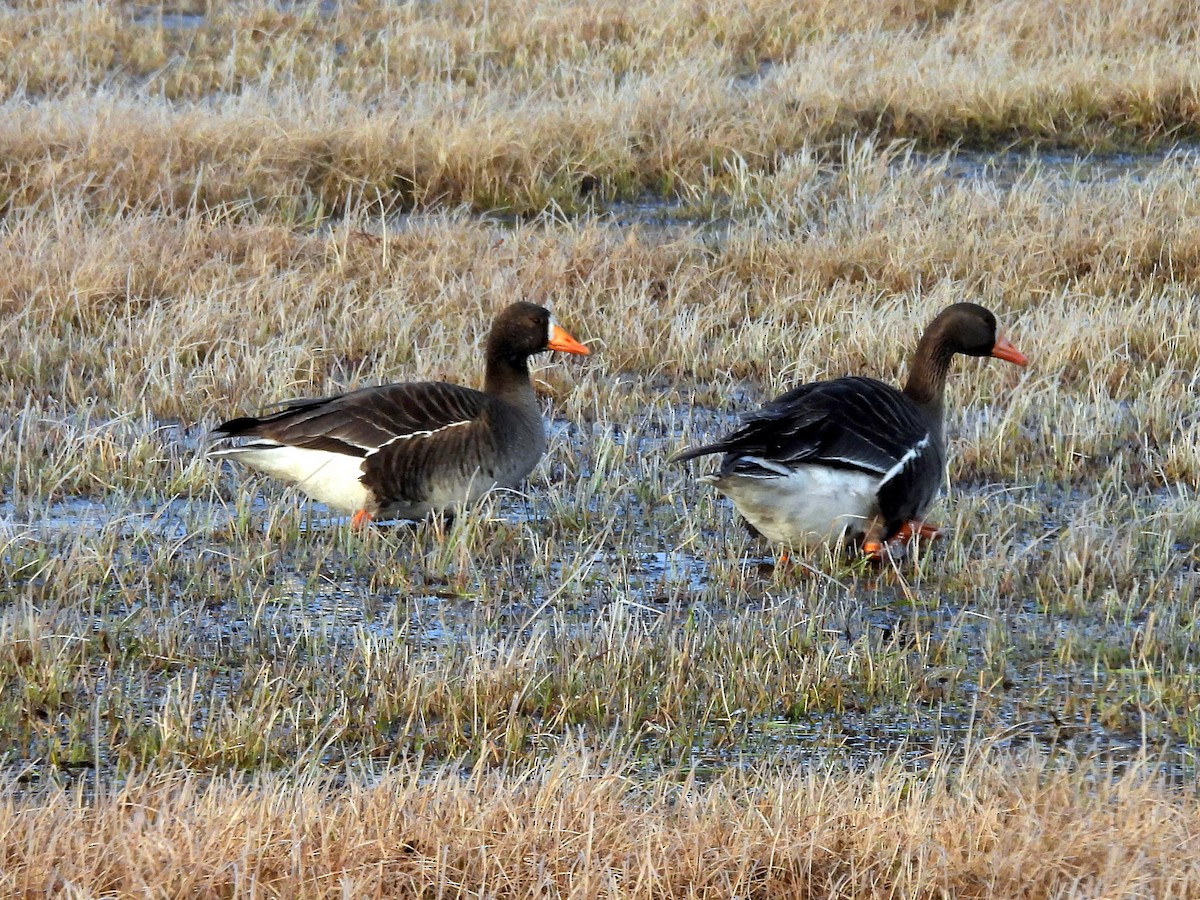 Greater White-fronted Goose - ML584557301