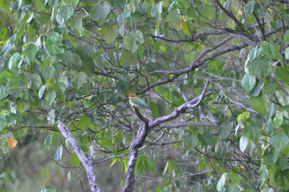 Rainbow Bee-eater - Michael Louey