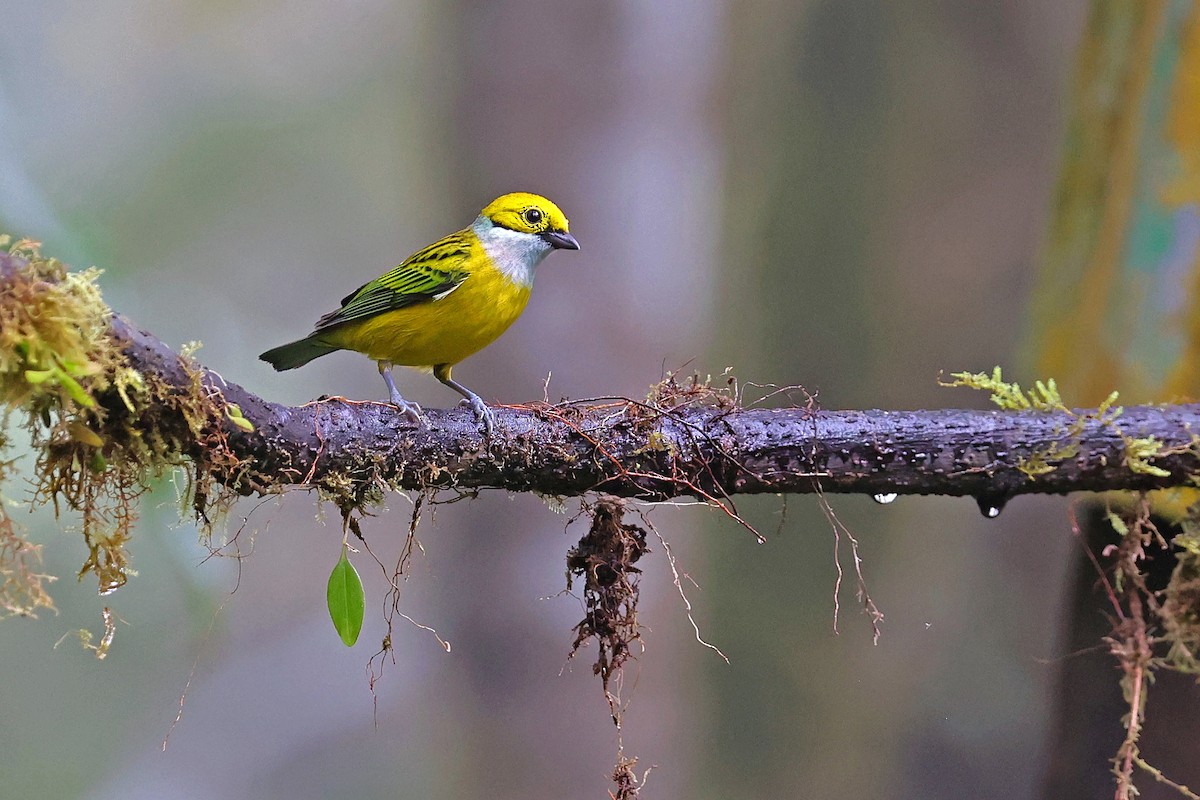 Silver-throated Tanager - Michael O'Brien