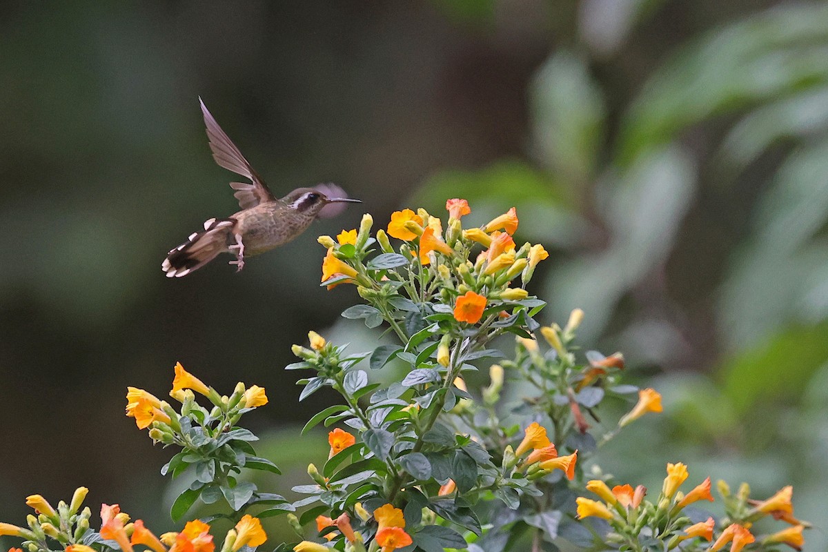 Speckled Hummingbird - Michael O'Brien
