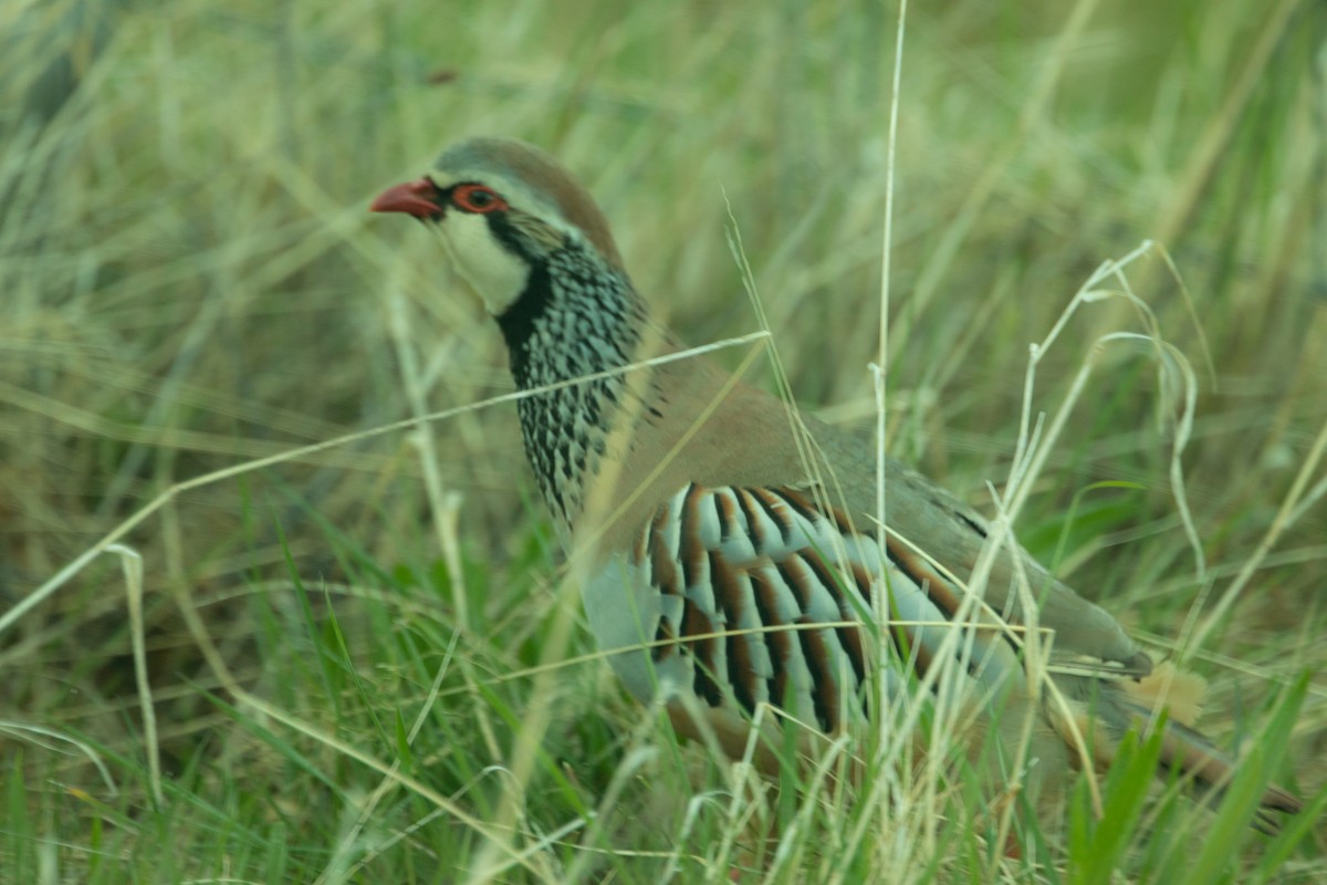 Red-legged Partridge - Michelle Schreder