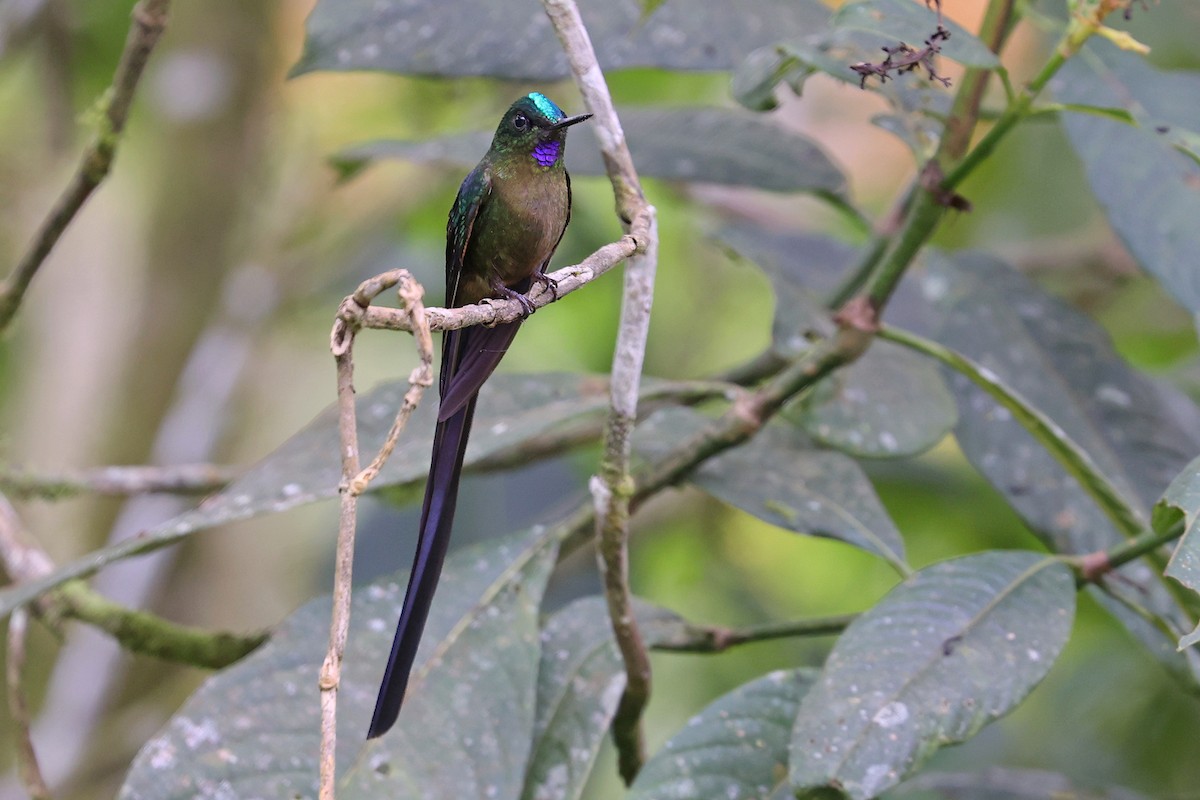 Violet-tailed Sylph - Michael O'Brien