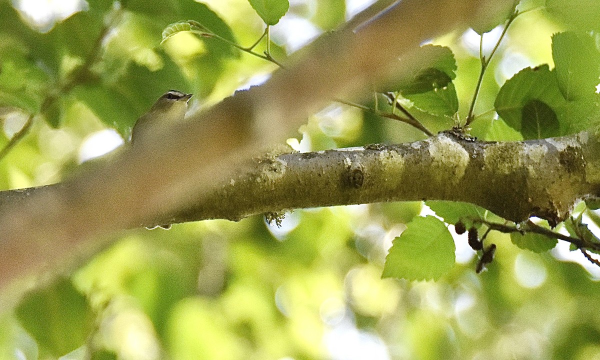 Red-eyed Vireo - ML584560171