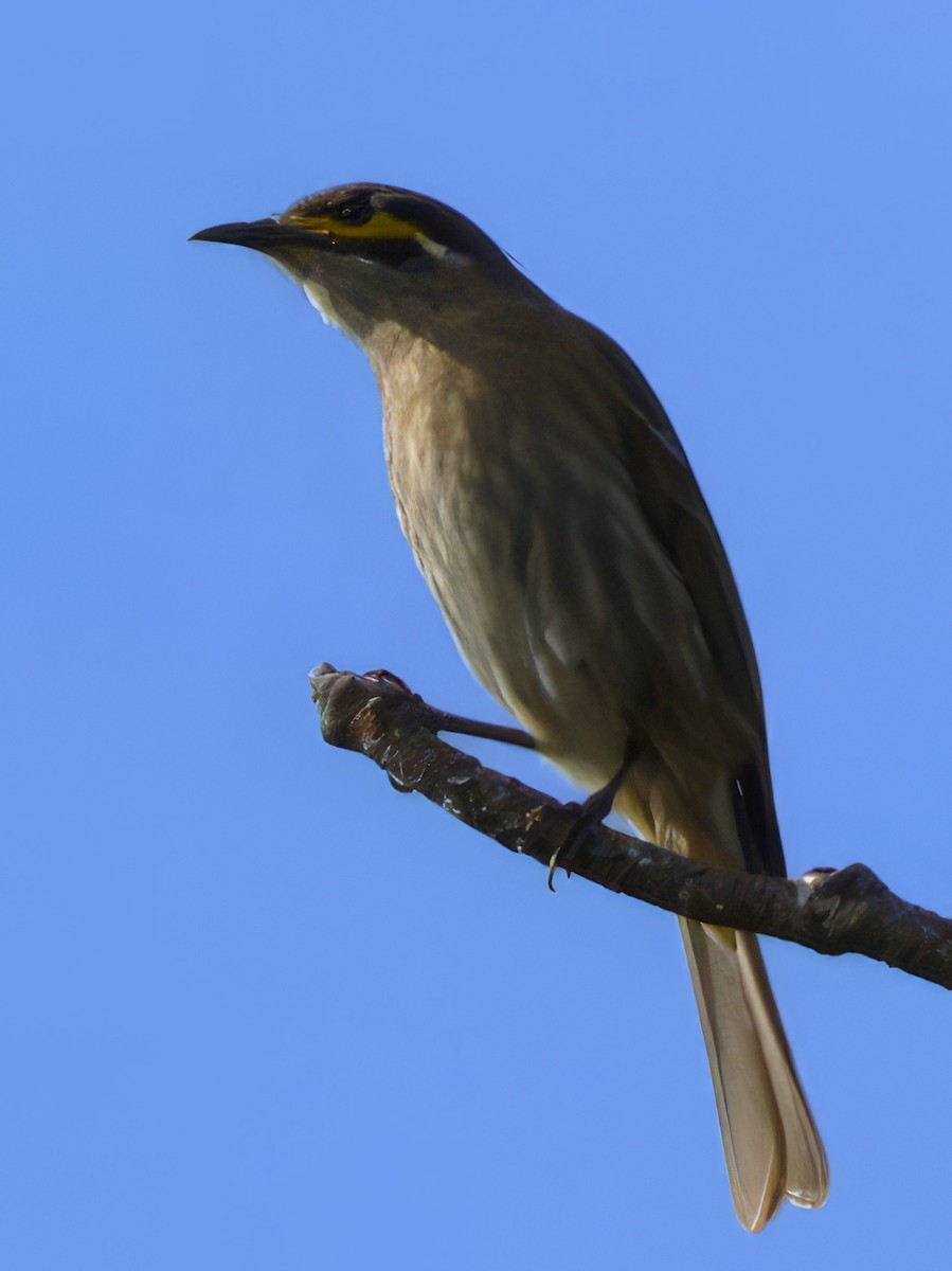 Yellow-faced Honeyeater - ML584560251