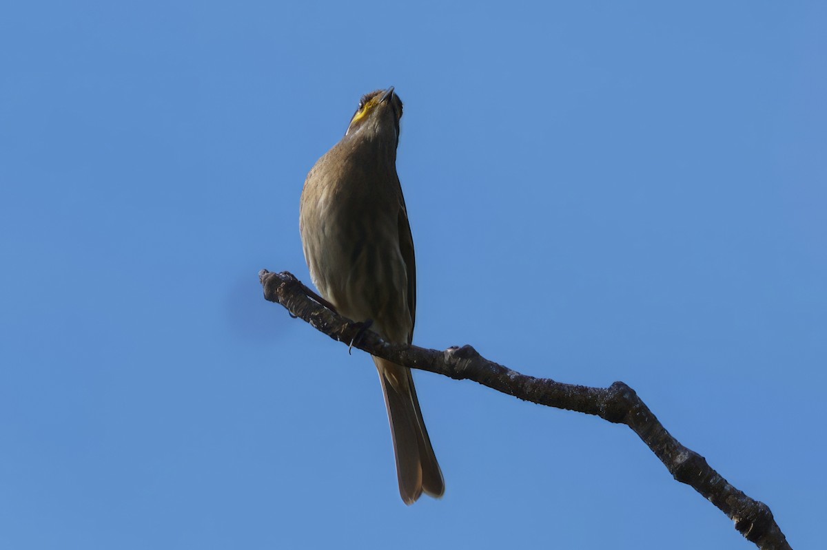 Yellow-faced Honeyeater - ML584560261