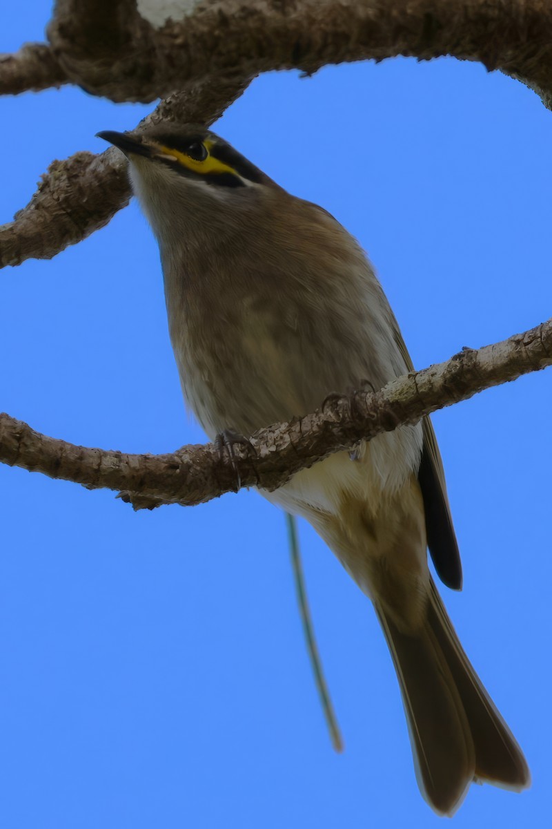 Yellow-faced Honeyeater - ML584560281