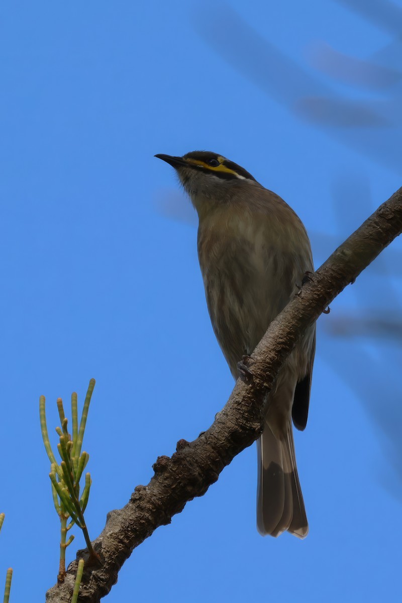 Yellow-faced Honeyeater - ML584560291