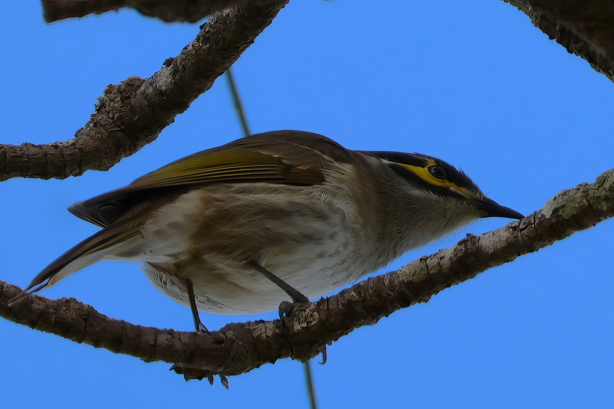 Yellow-faced Honeyeater - ML584560301