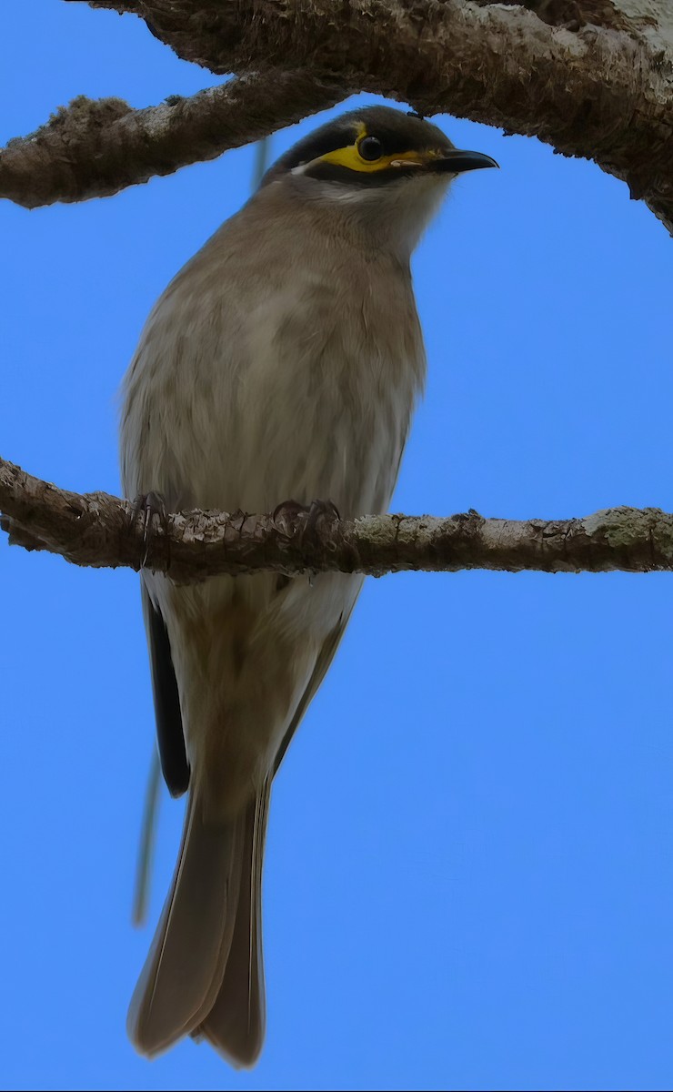 Yellow-faced Honeyeater - ML584560311