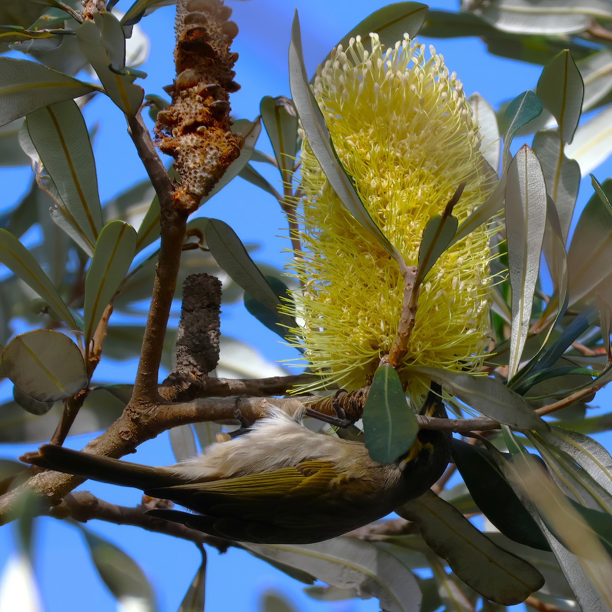 Yellow-faced Honeyeater - ML584560321