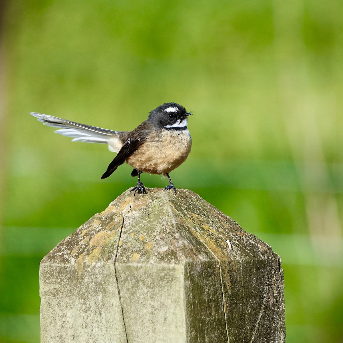 New Zealand Fantail - ML584560501