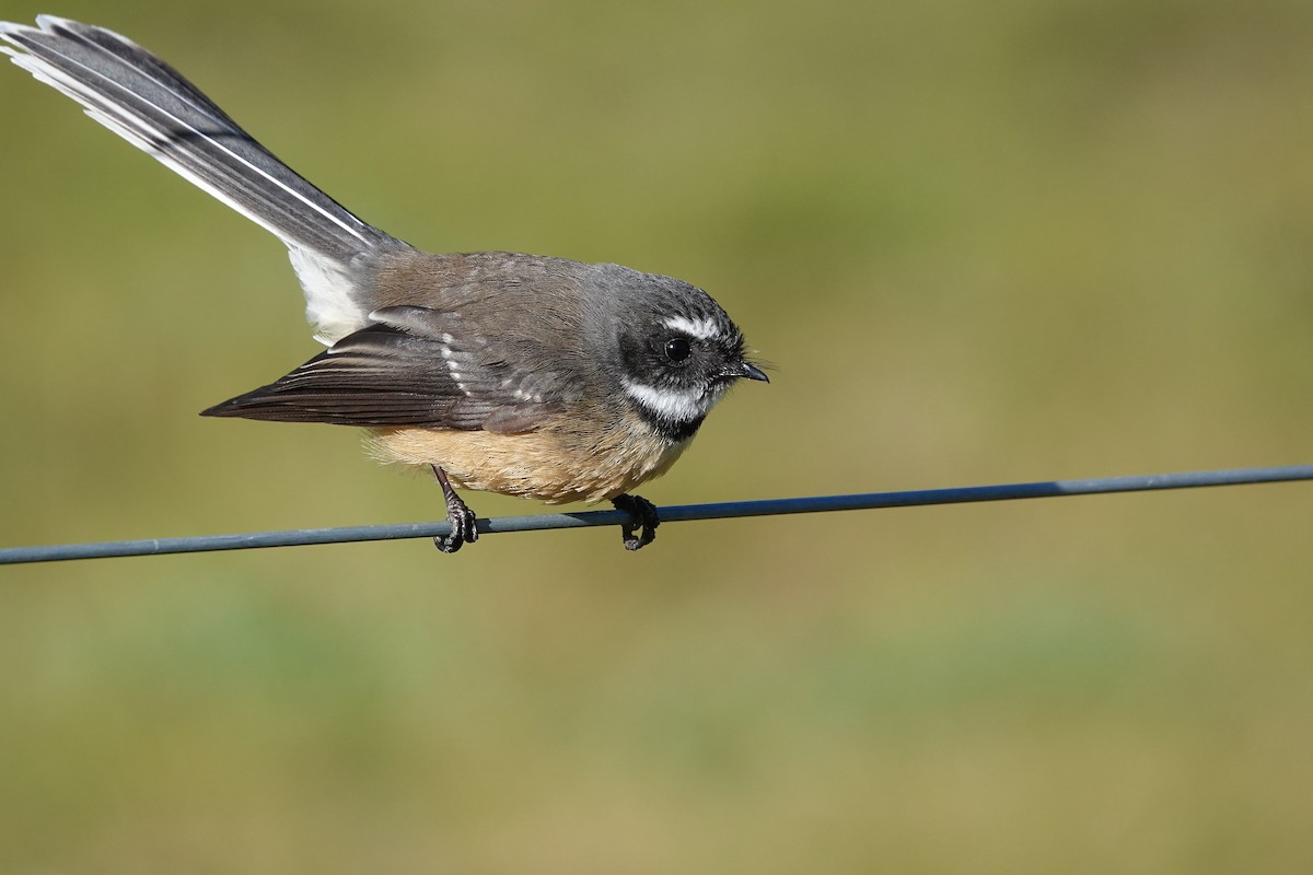 New Zealand Fantail - ML584560521