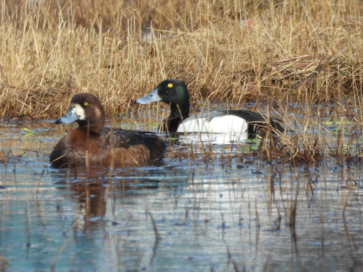 Greater Scaup - ML584561371