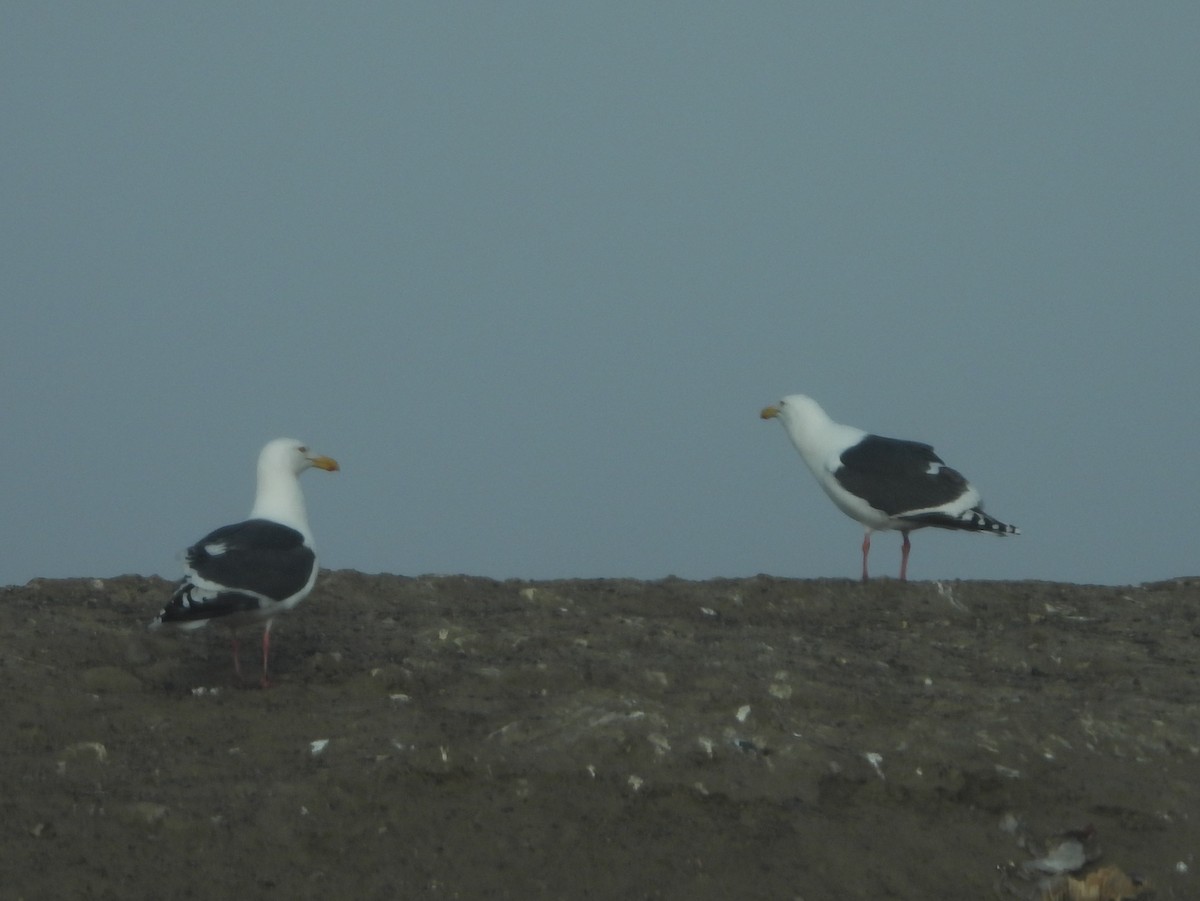 Gaviota de Kamchatka - ML584562281