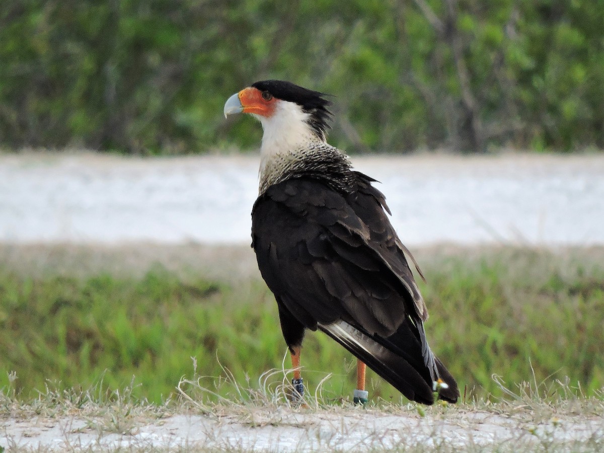 Crested Caracara (Northern) - ML58456291