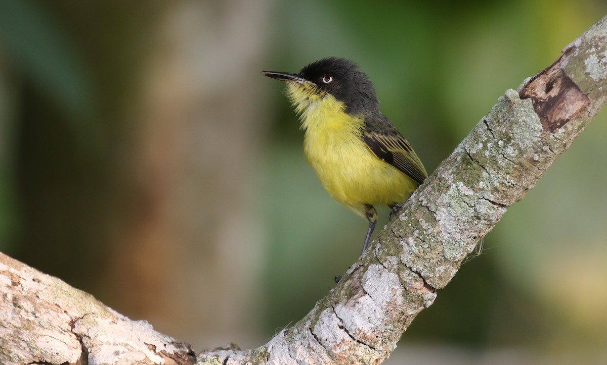 Common Tody-Flycatcher - ML584563731