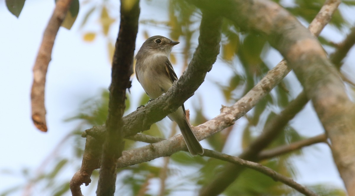 Mosquero Mínimo - ML584563741