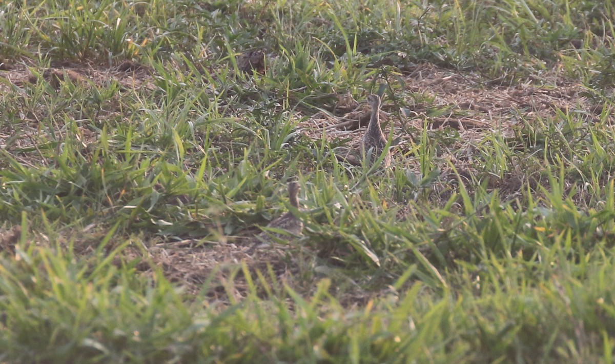 Upland Sandpiper - Michael Woodruff