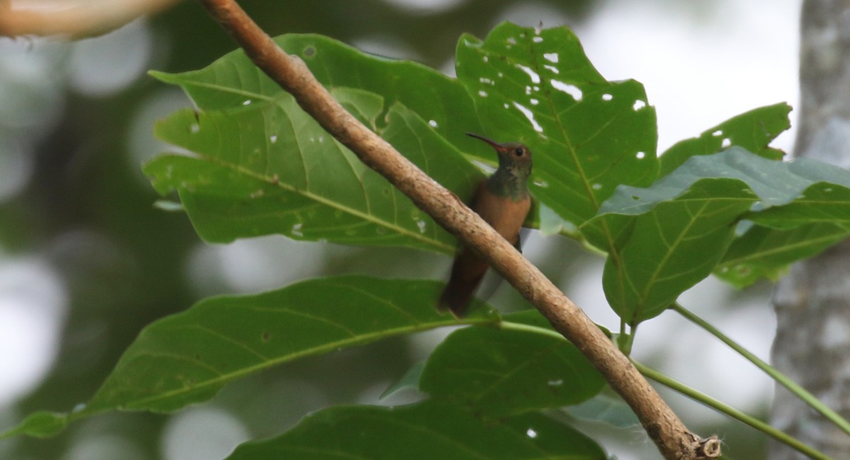 Buff-bellied Hummingbird - ML584563851