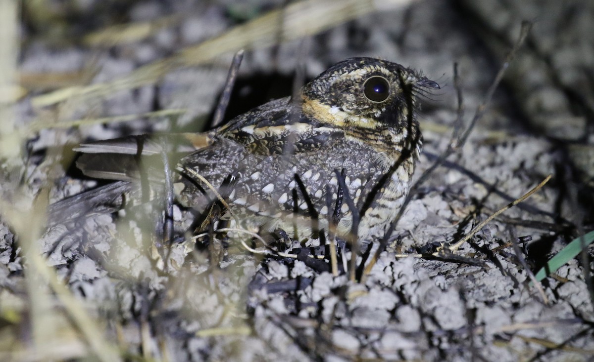 Spot-tailed Nightjar - Michael Woodruff