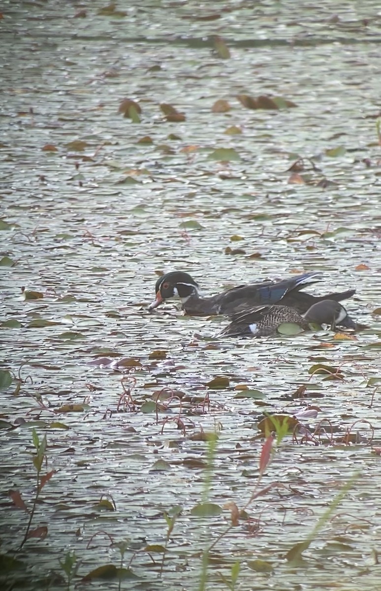 Blue-winged Teal - ML584564001