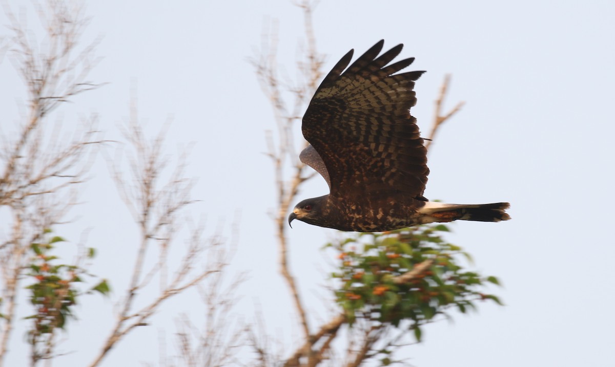 Snail Kite - ML584564361