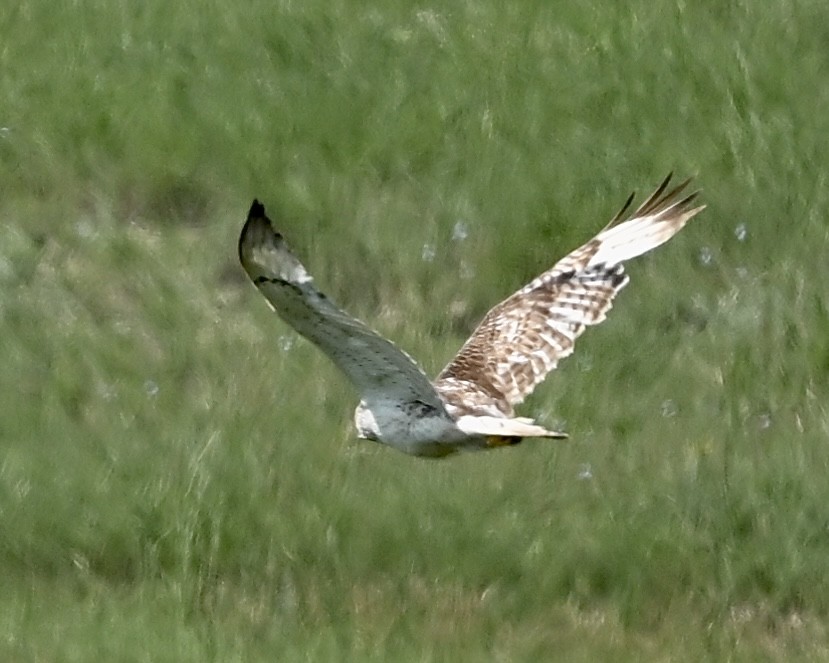 Ferruginous Hawk - ML584565971