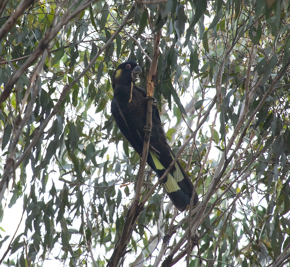 Yellow-tailed Black-Cockatoo - ML584566221
