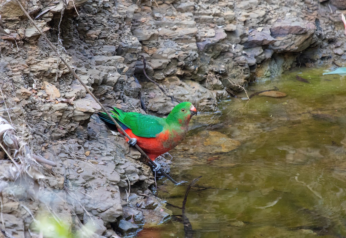Australian King-Parrot - ML584566911