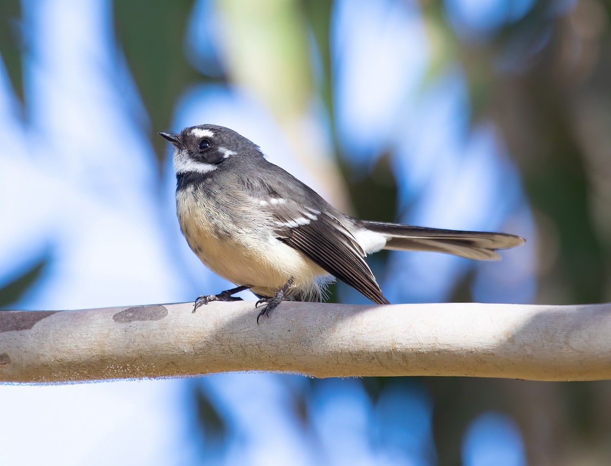 Gray Fantail - ML584567741