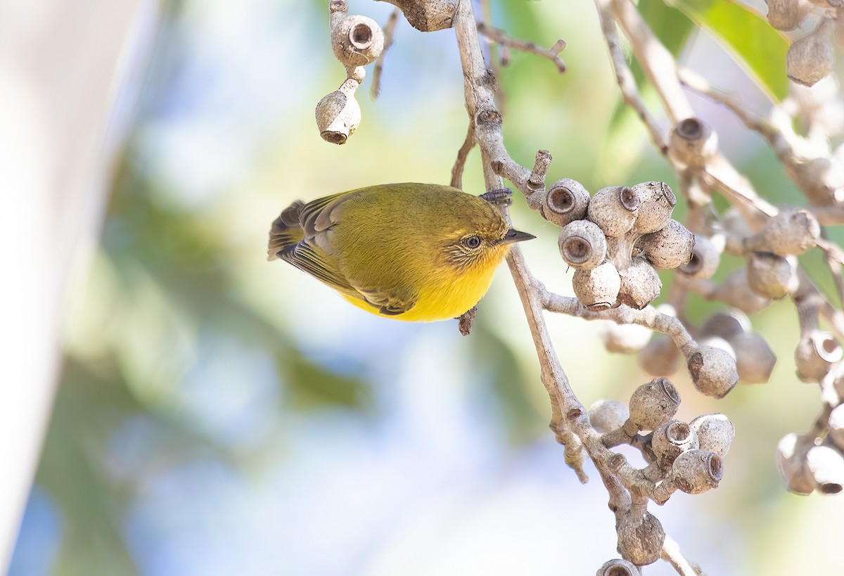 Yellow Thornbill - ML584568251