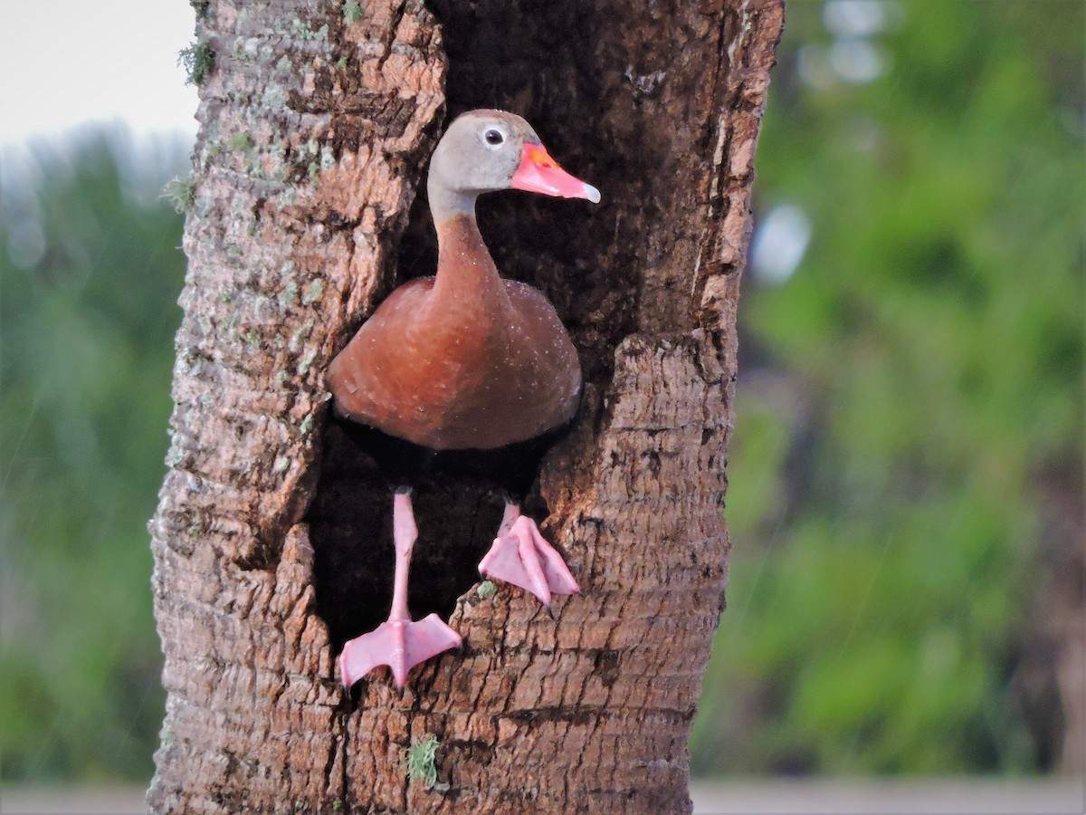 Black-bellied Whistling-Duck - S. K. Jones