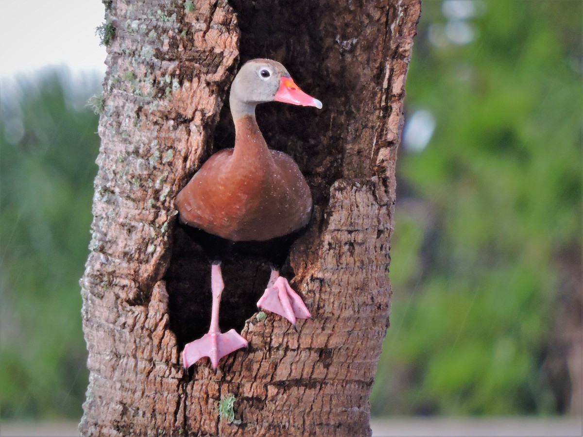 Black-bellied Whistling-Duck - ML58456841