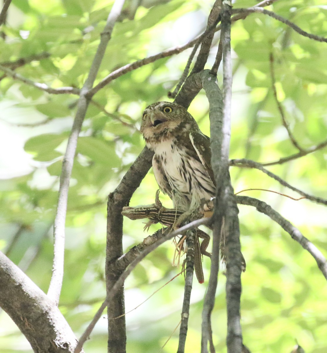 Northern Pygmy-Owl - ML584568651