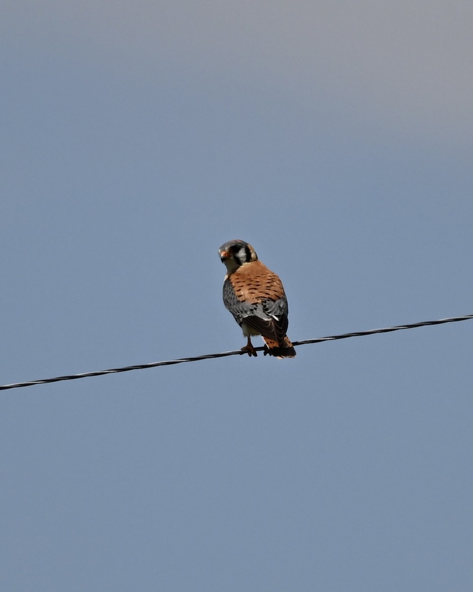 American Kestrel - ML584569841