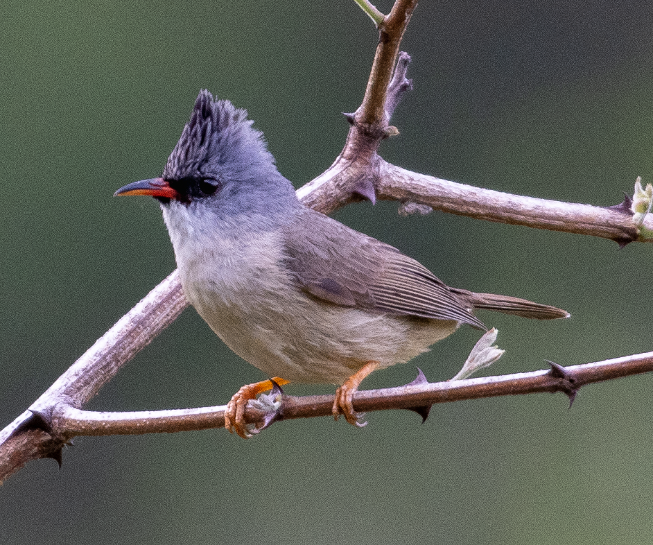 Black-chinned Yuhina - Harshil Sharma