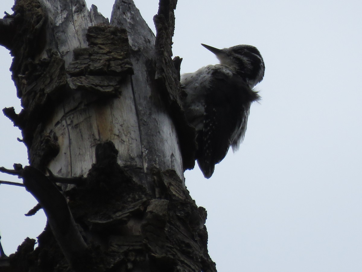 American Three-toed Woodpecker (Rocky Mts.) - ML584571331