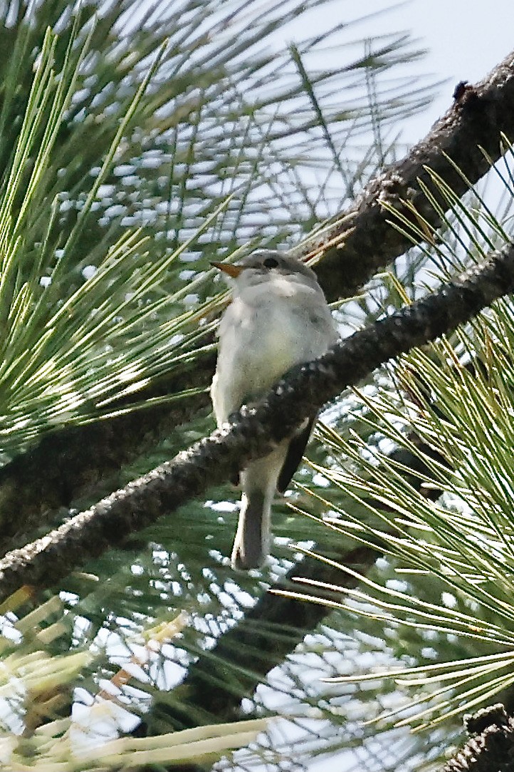 Gray Flycatcher - ML584571481