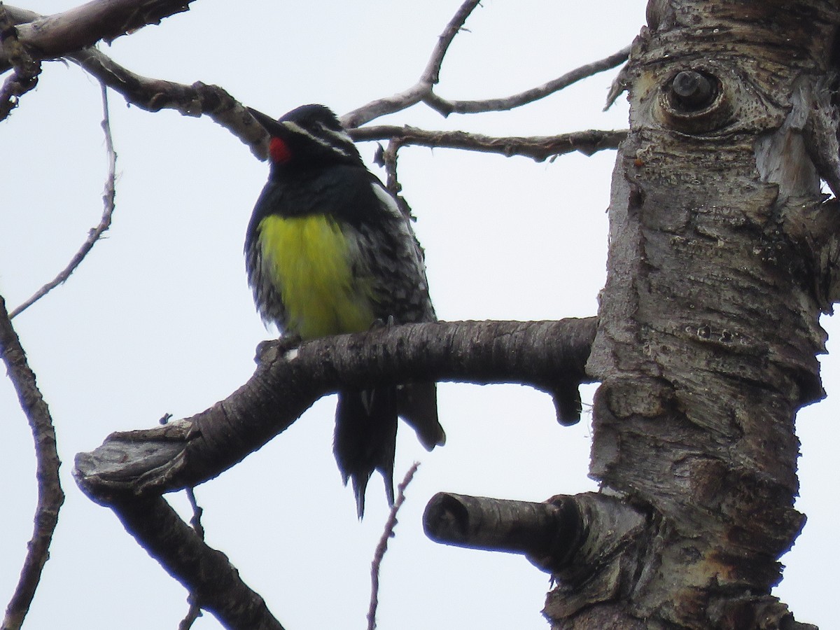 Williamson's Sapsucker - ML584571711