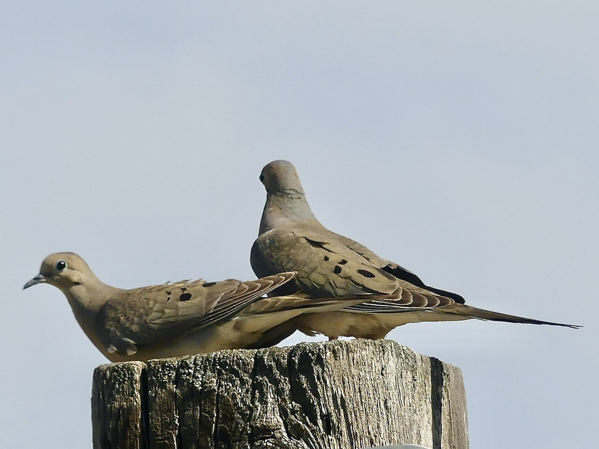 Mourning Dove - ML584571851