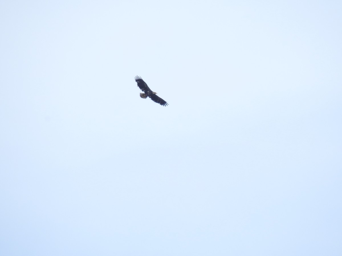 Bald Eagle - ML584572101