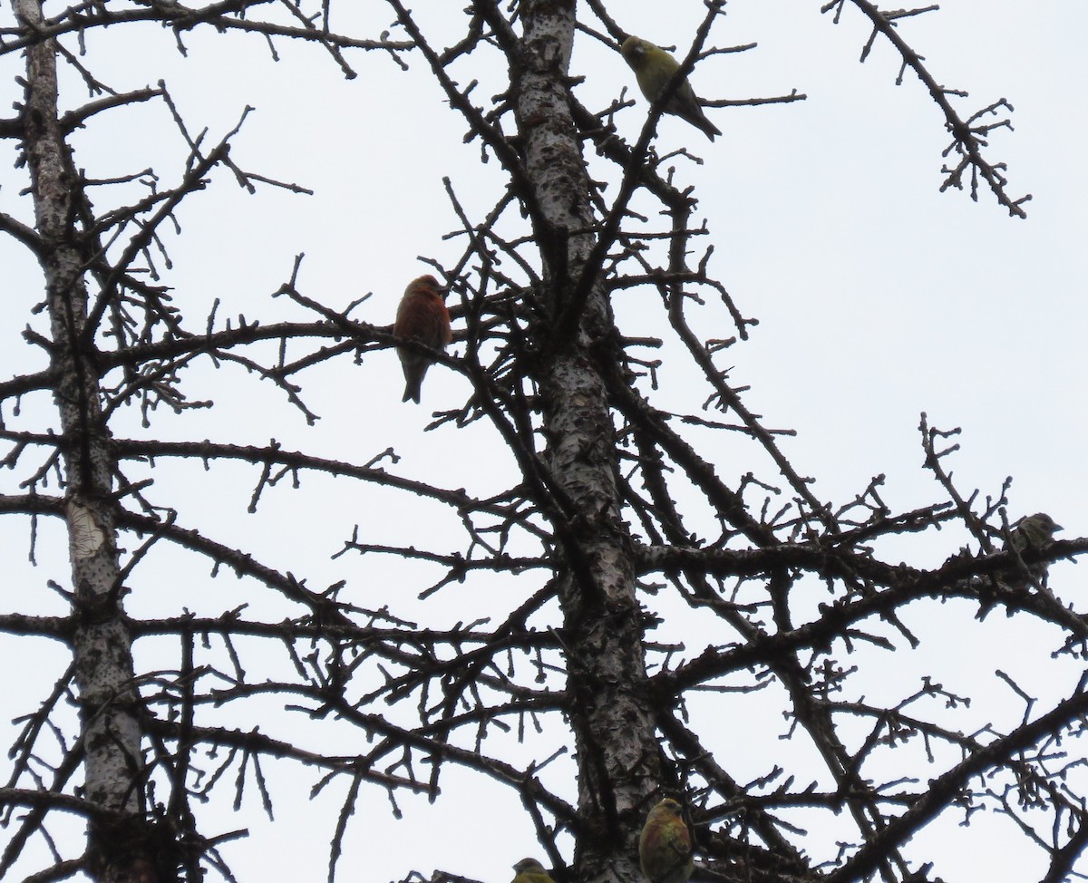 Red Crossbill - ML584572121