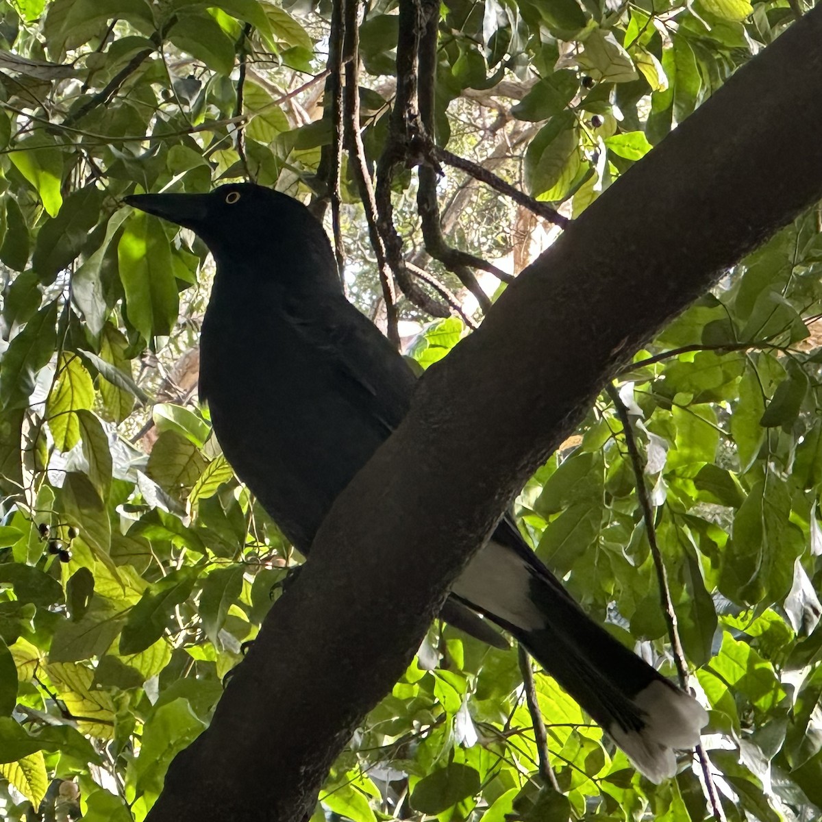 Pied Currawong - ML584573821