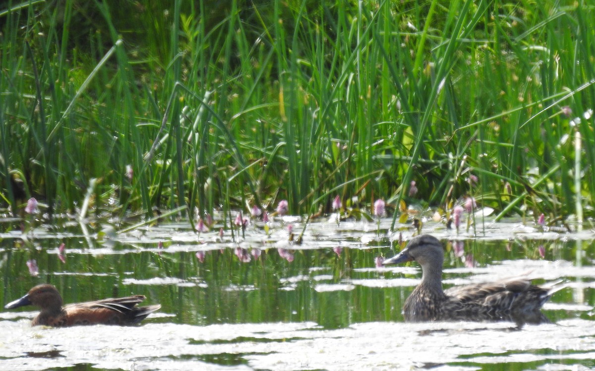 Cinnamon Teal - ML584574061