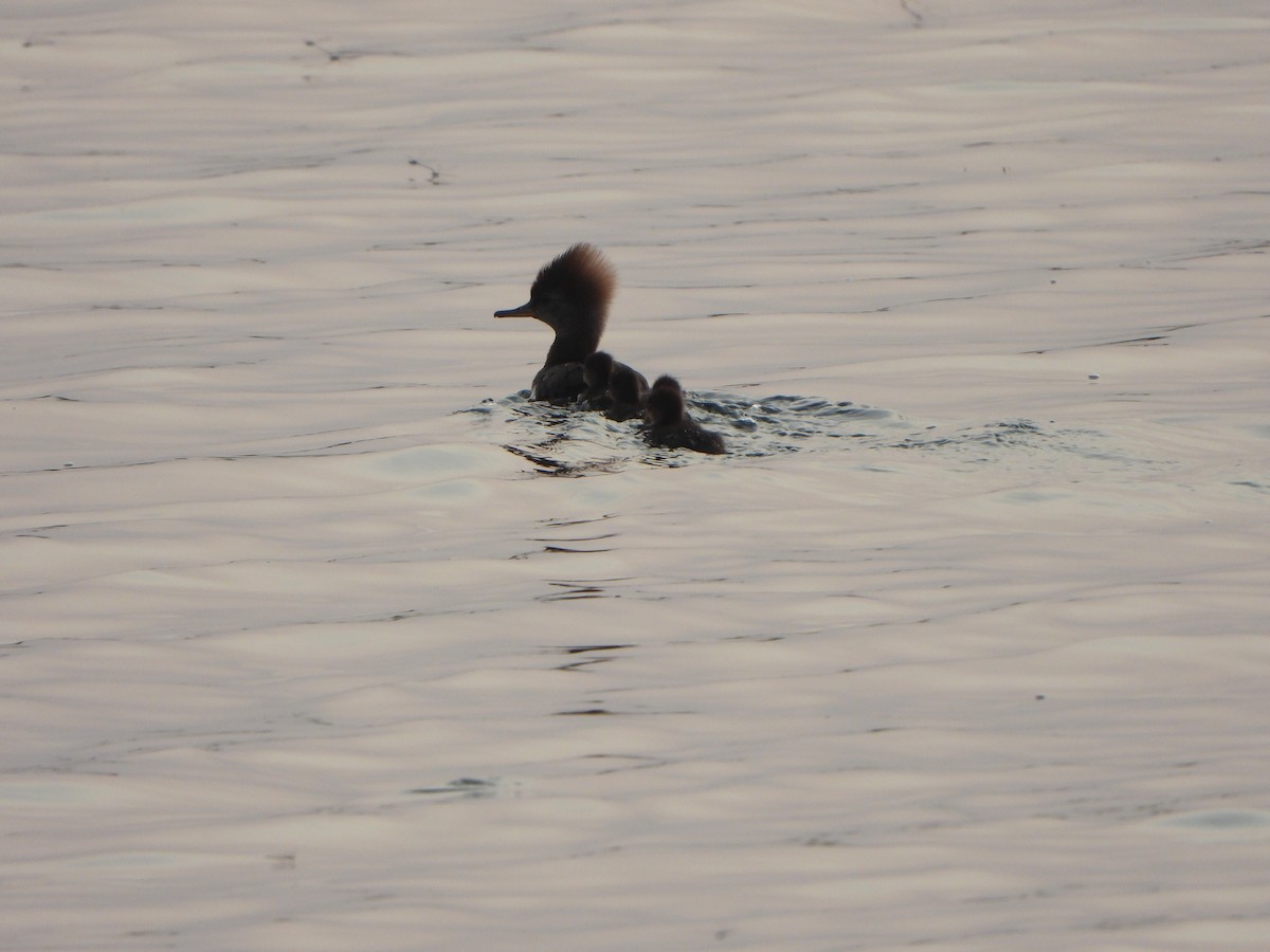Hooded Merganser - ML584574691