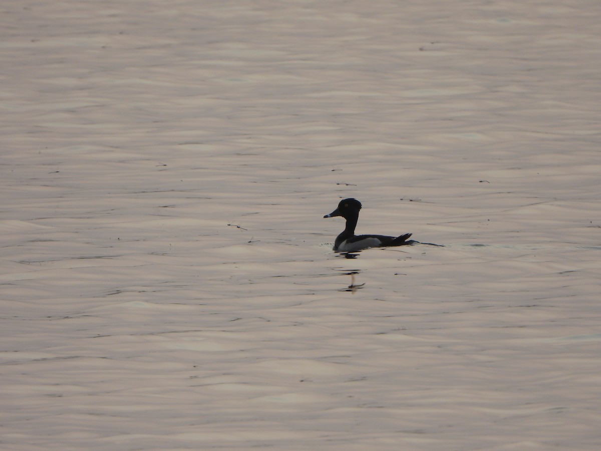 Ring-necked Duck - ML584574711