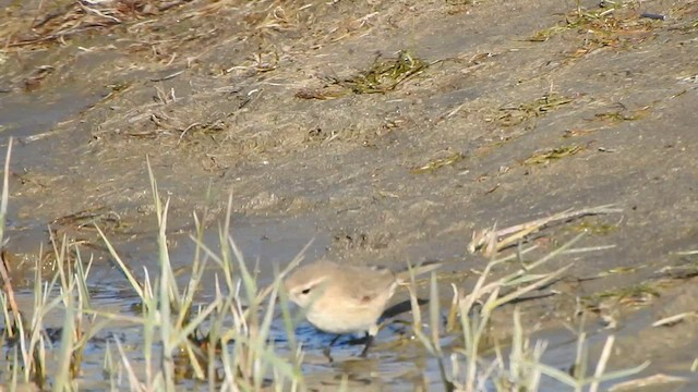 Mountain Chiffchaff - ML584574761